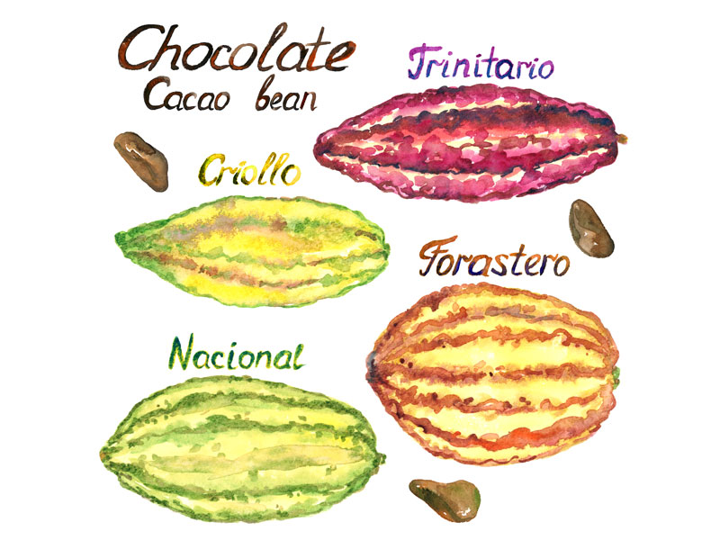 Chocolate Socola Socoladen cacao HalleluChocolate Socola Socoladen cacao Hallelu